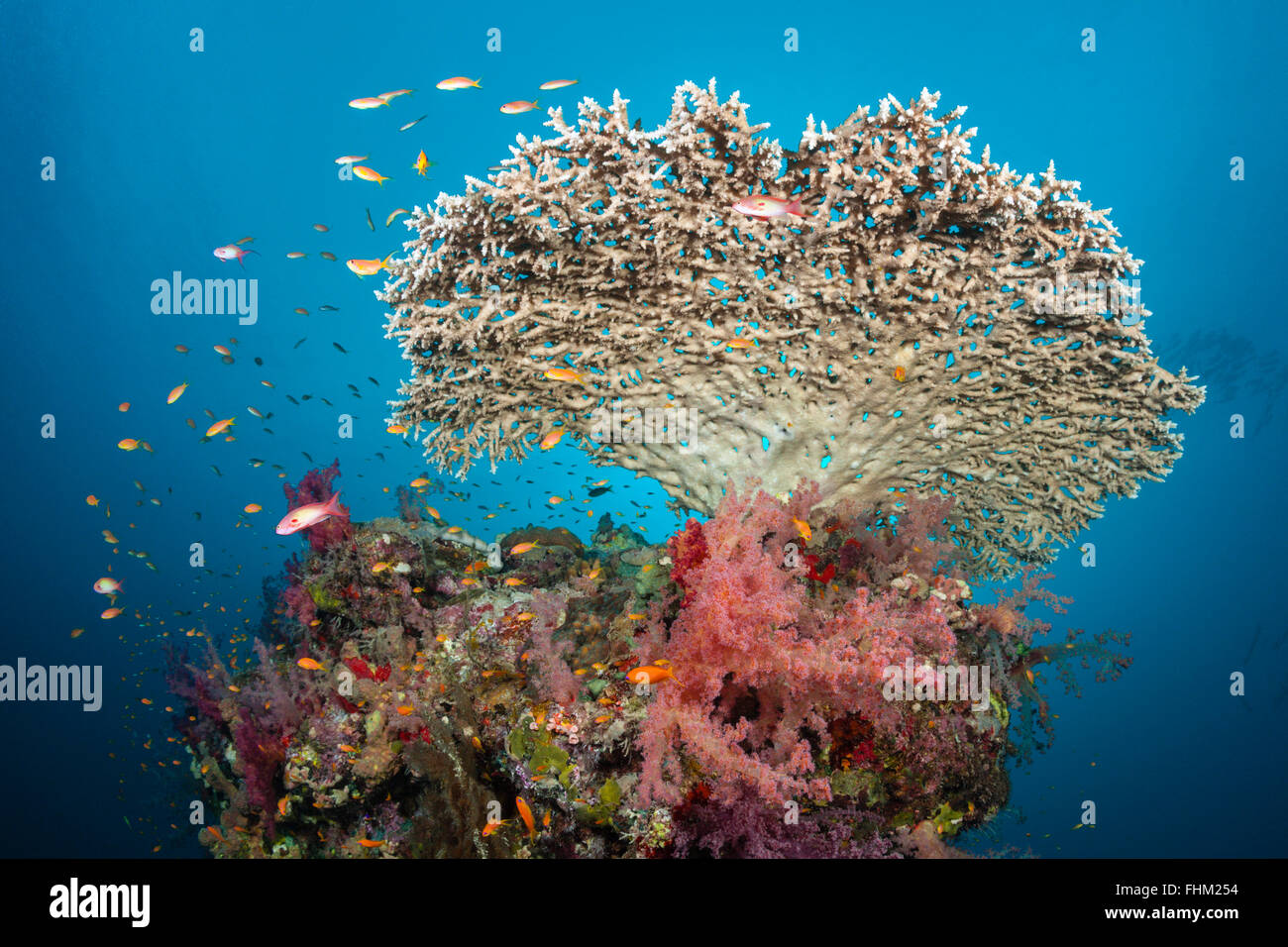 Tabelle Korallen im Korallenriff, Acropora SP., Shaab Rumi, Rotes Meer, Sudan Stockfoto