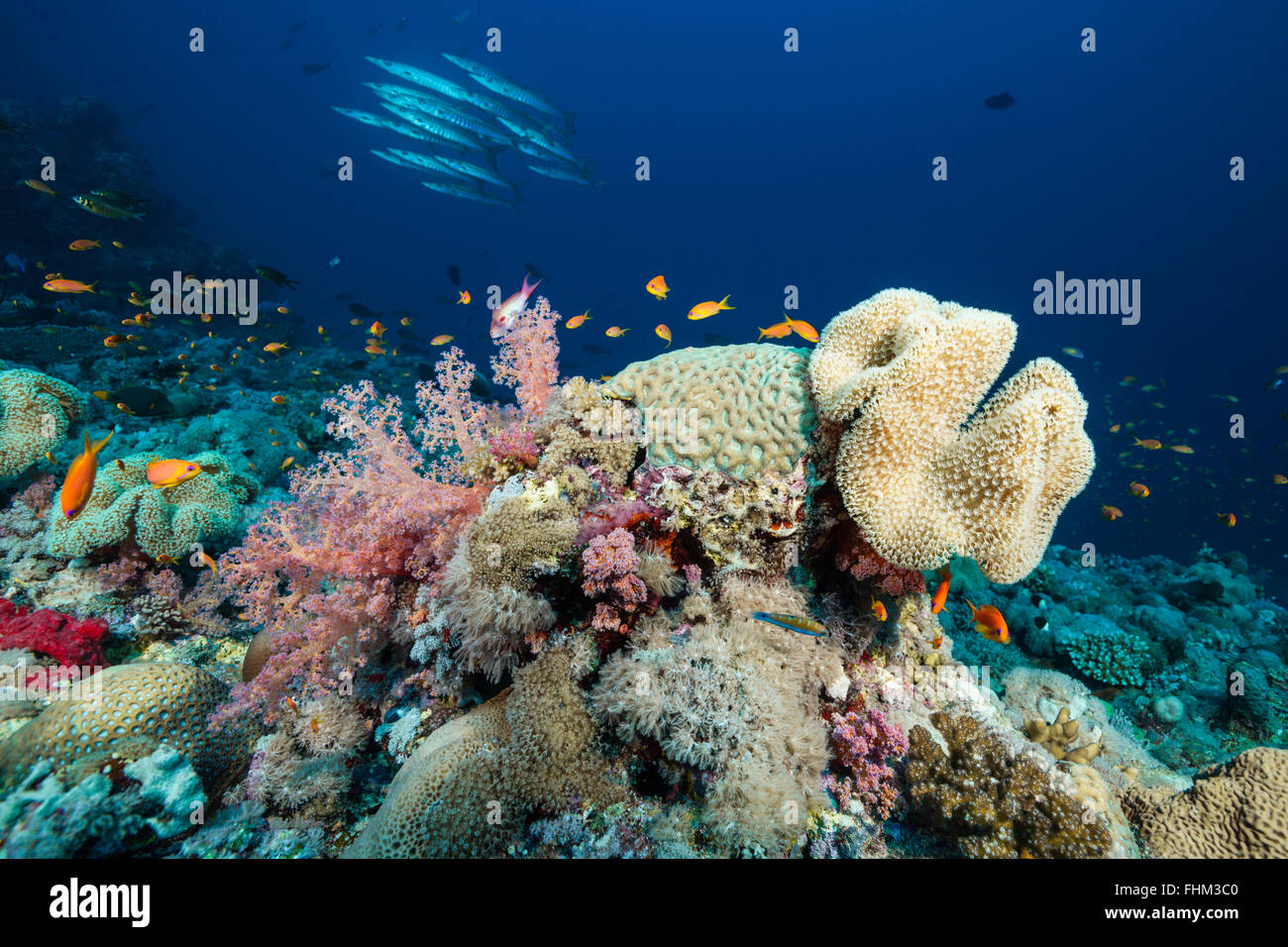 Harte Korallenriff, Shaab Rumi, Rotes Meer, Sudan Stockfoto