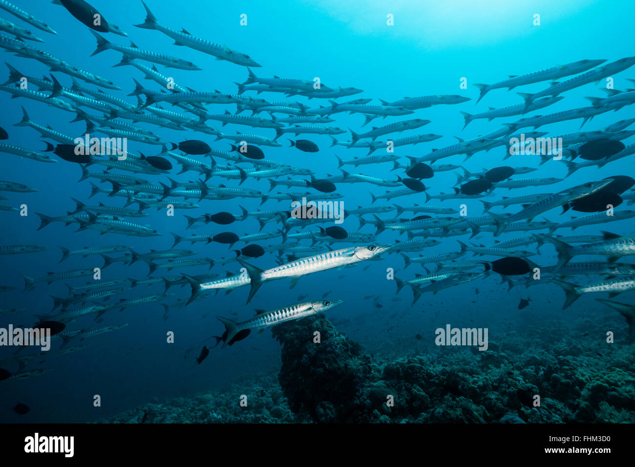 Untiefe Blackfin Barracudas, größten Qenie, Shaab Rumi, Rotes Meer, Sudan Stockfoto