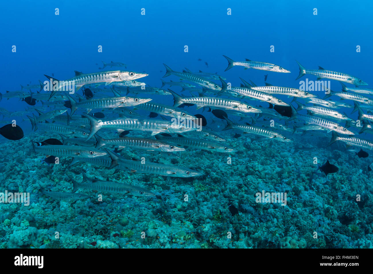 Untiefe Blackfin Barracudas, größten Qenie, Shaab Rumi, Rotes Meer, Sudan Stockfoto