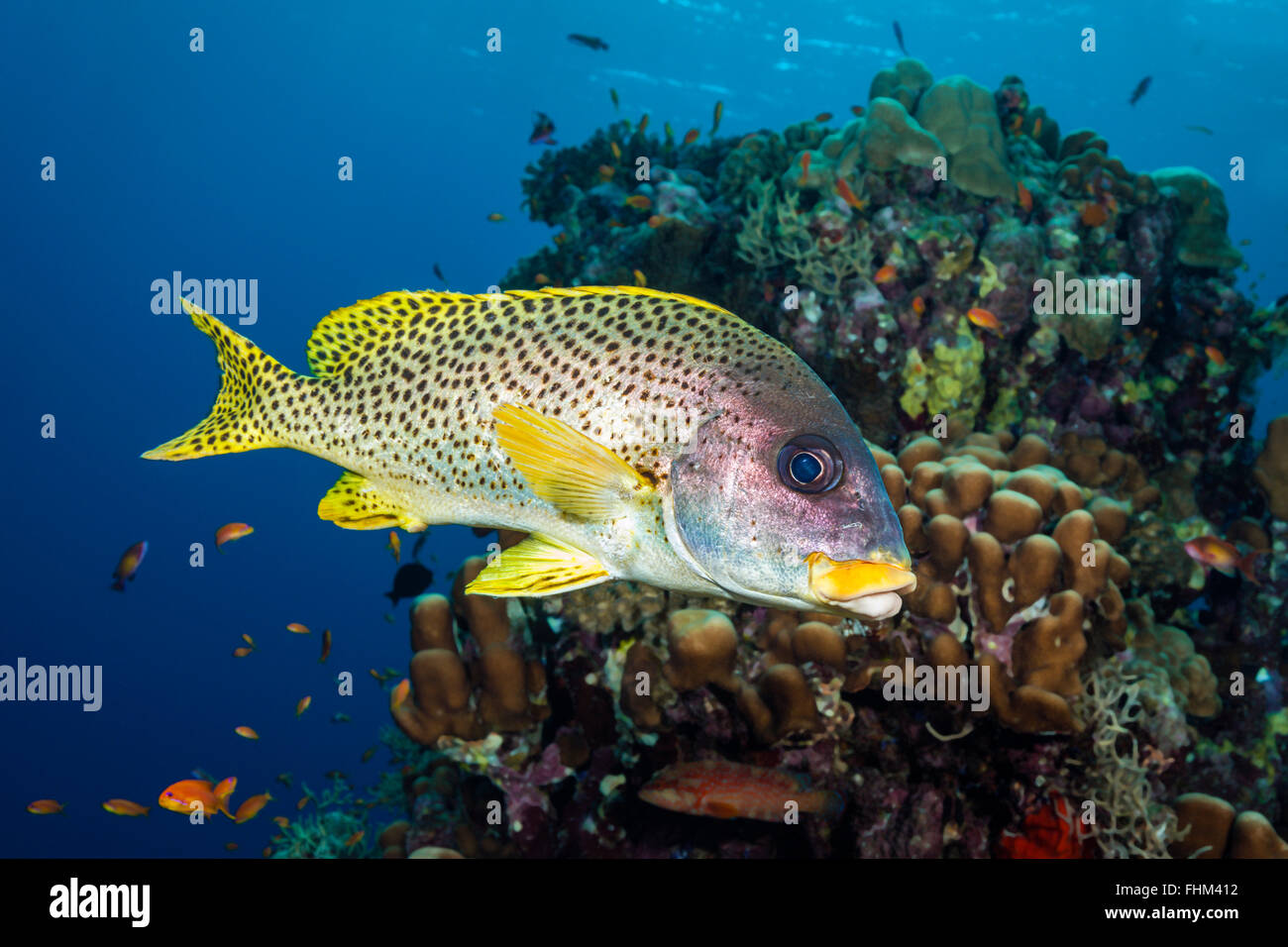 Blackspotted Sweetlips, Plectorhinchus Gaterinus, Shaab Rumi, Rotes Meer, Sudan Stockfoto