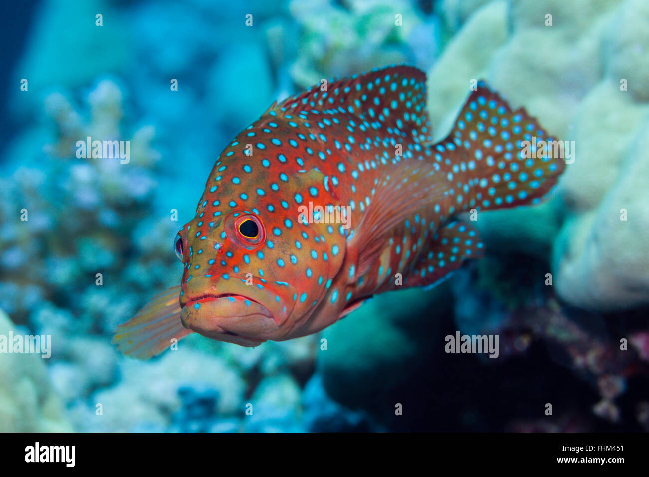 Korallen Zackenbarsch Cephalopholis Miniata, Shaab Rumi, Rotes Meer, Sudan Stockfoto