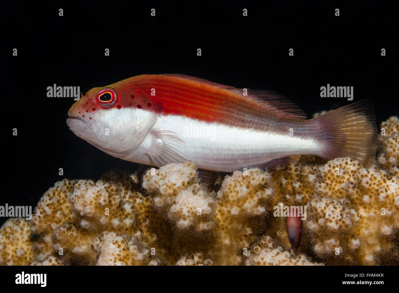 Blackside Hawkfish, Paracirrhites Forsteri, Shaab Rumi, Rotes Meer, Sudan Stockfoto