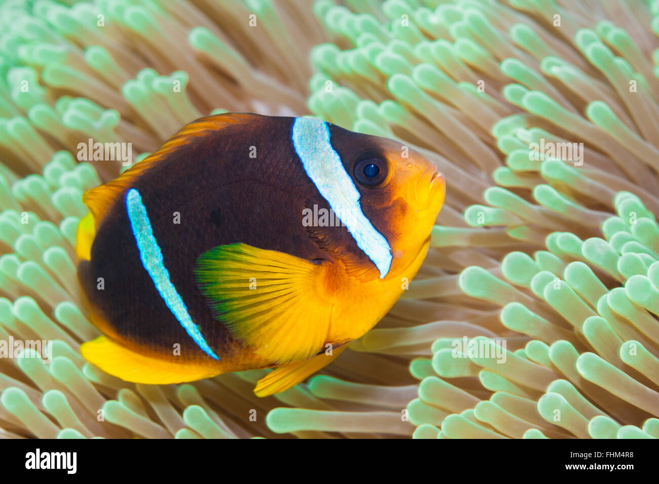 Twobar Anemonefish, Amphiprion Bicinctus, Shaab Rumi, Rotes Meer, Sudan Stockfoto