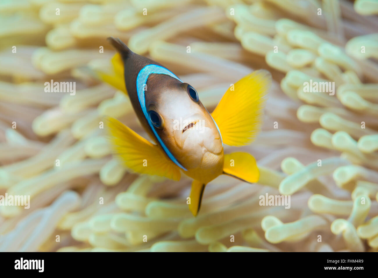 Twobar Anemonefish, Amphiprion Bicinctus, Shaab Rumi, Rotes Meer, Sudan Stockfoto