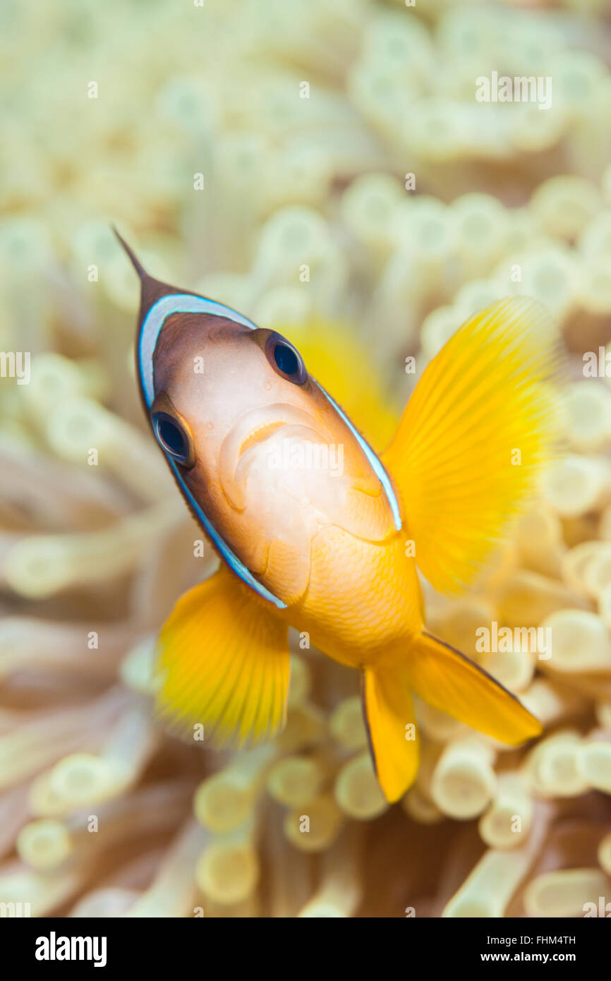 Twobar Anemonefish, Amphiprion Bicinctus, Shaab Rumi, Rotes Meer, Sudan Stockfoto