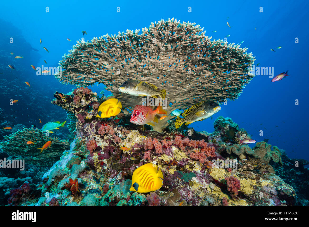 Maskiert Butterflyfish unter Tischkoralle, Chaetodontidae Semilarvatus, Shaab Rumi, Rotes Meer, Sudan Stockfoto