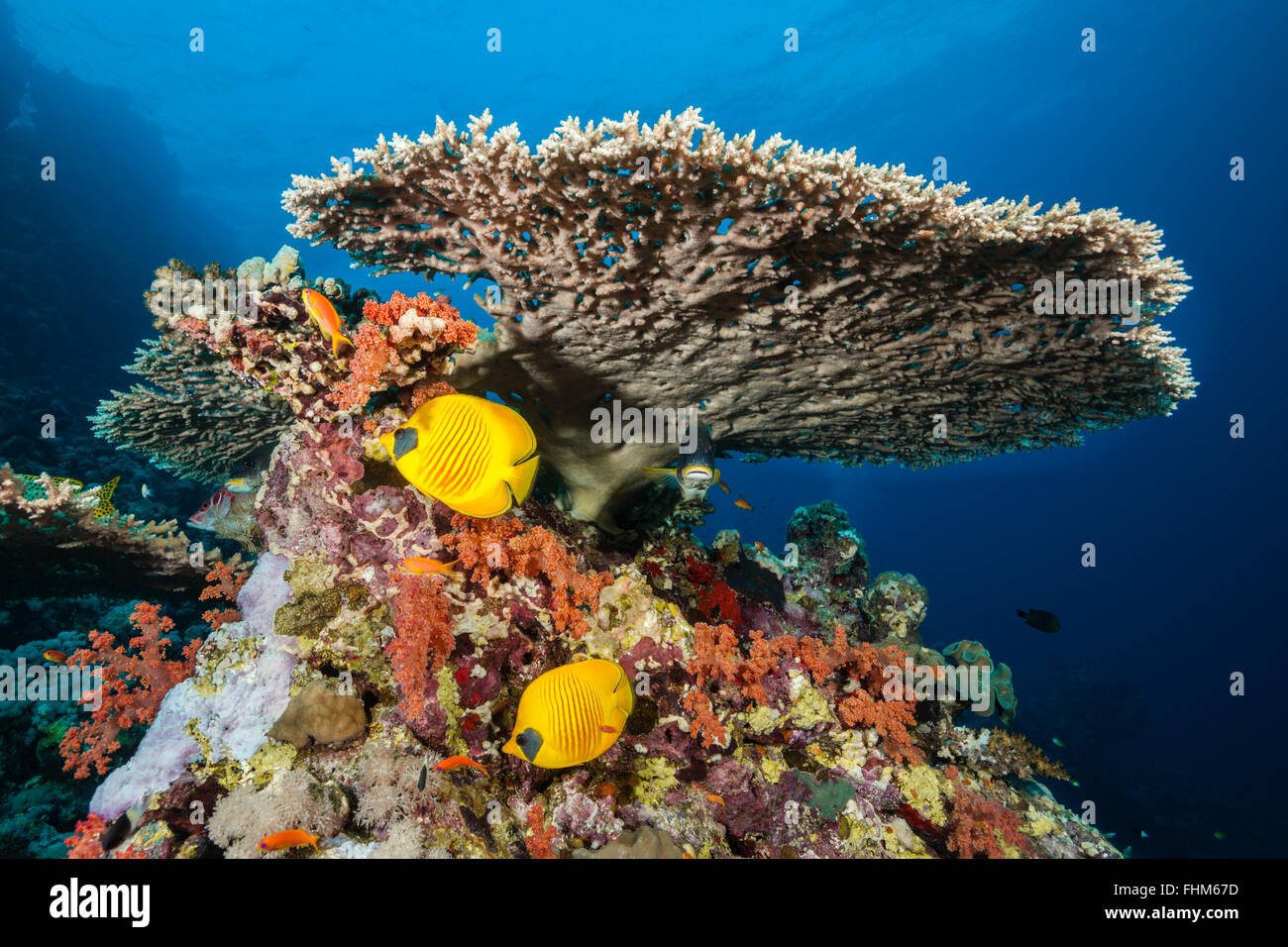 Maskiert Butterflyfish unter Tischkoralle, Chaetodontidae Semilarvatus, Shaab Rumi, Rotes Meer, Sudan Stockfoto