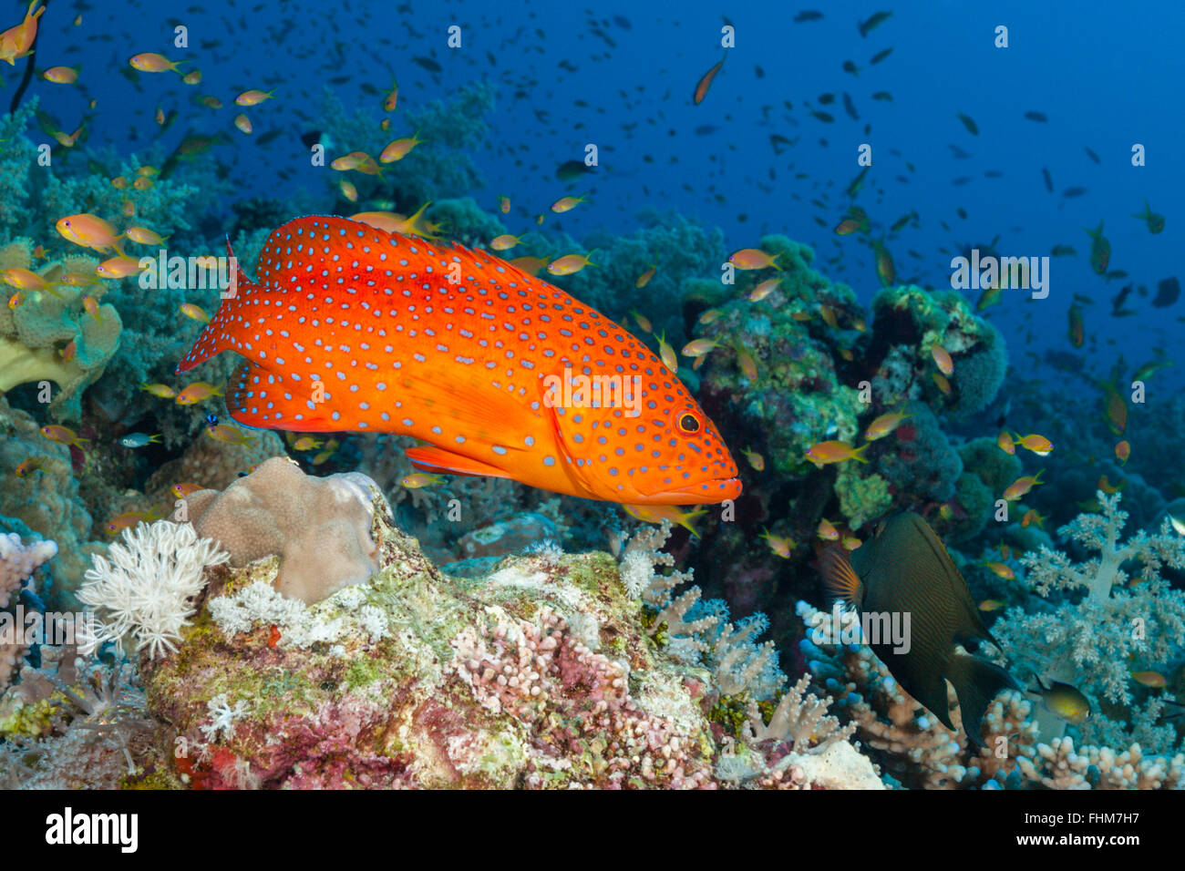 Korallen Zackenbarsch Cephalopholis Miniata, Shaab Rumi, Rotes Meer, Sudan Stockfoto