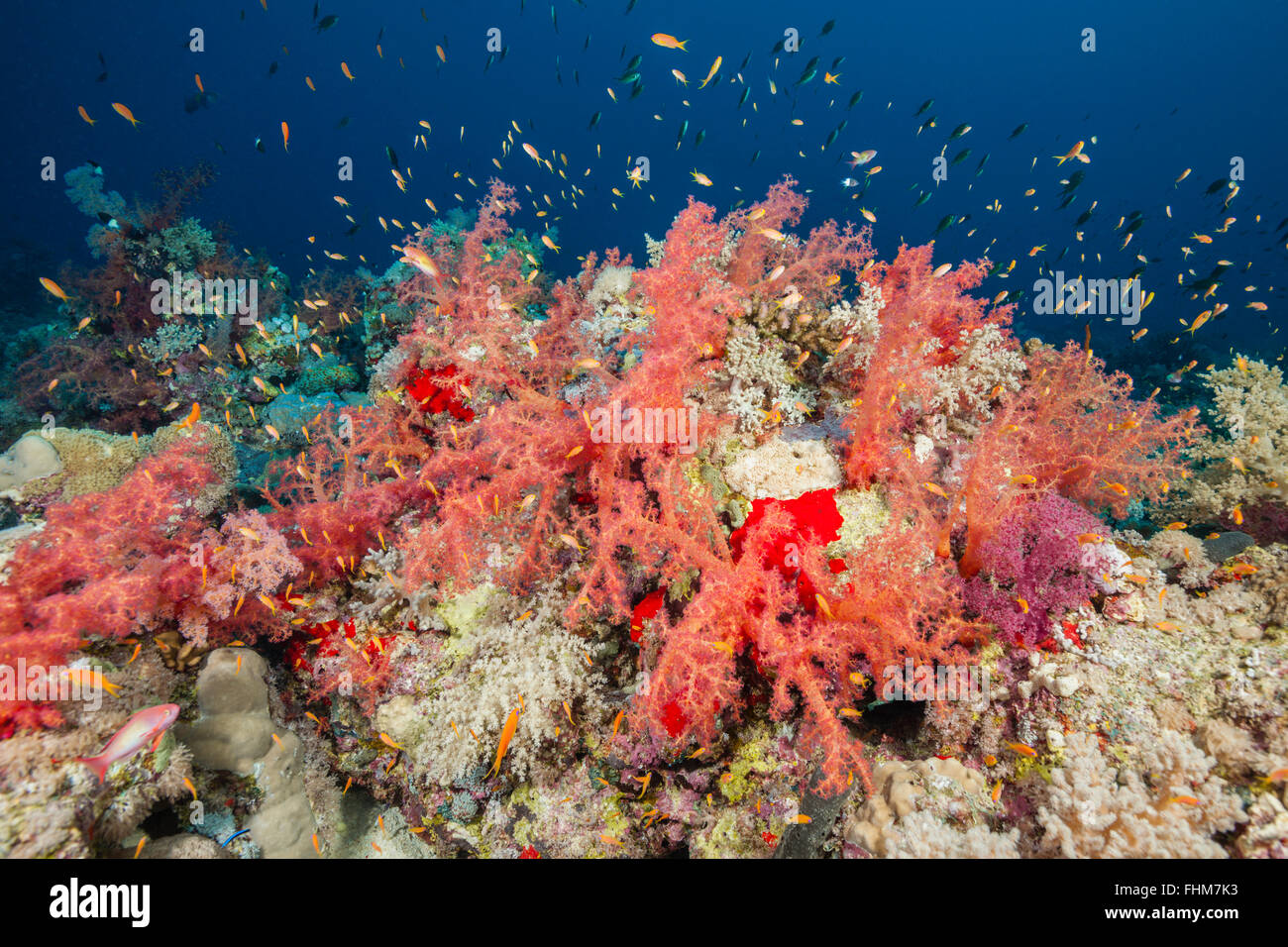Farbige weiche Korallenriff, Shaab Rumi, Rotes Meer, Sudan Stockfoto