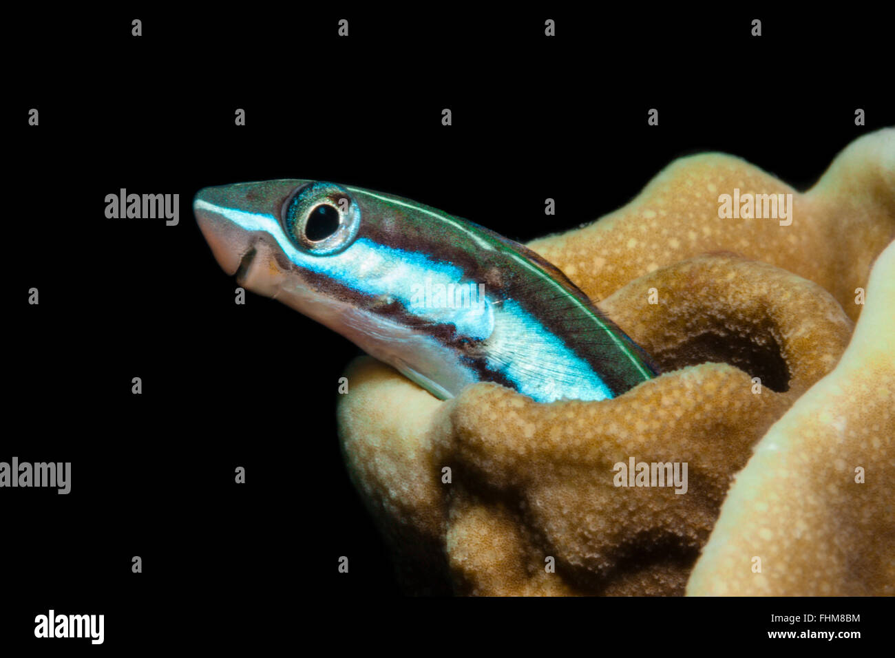 Bluestriped Fangblenny, Plagiotremus Rhinorhynchos, Shaab Rumi, Rotes Meer, Sudan Stockfoto