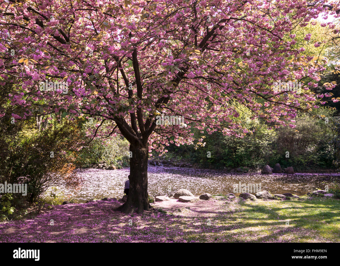 Kirschblüte im Mai, Berlin-Kreuzberg-Park, rosa Blüten Stockfoto