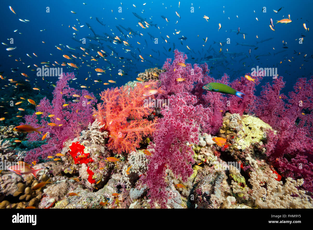 Farbige weiche Korallenriff, Shaab Rumi, Rotes Meer, Sudan Stockfoto