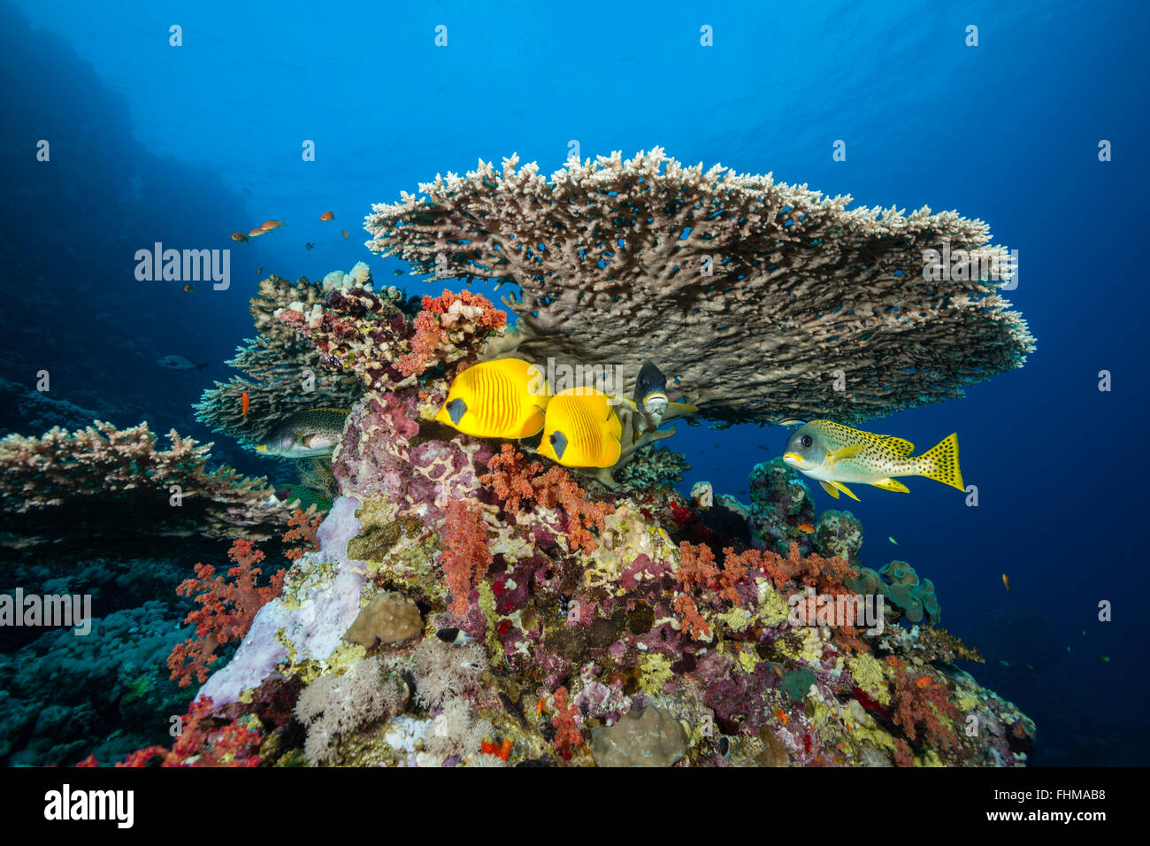 Maskiert Butterflyfish unter Tischkoralle, Chaetodontidae Semilarvatus, Shaab Rumi, Rotes Meer, Sudan Stockfoto