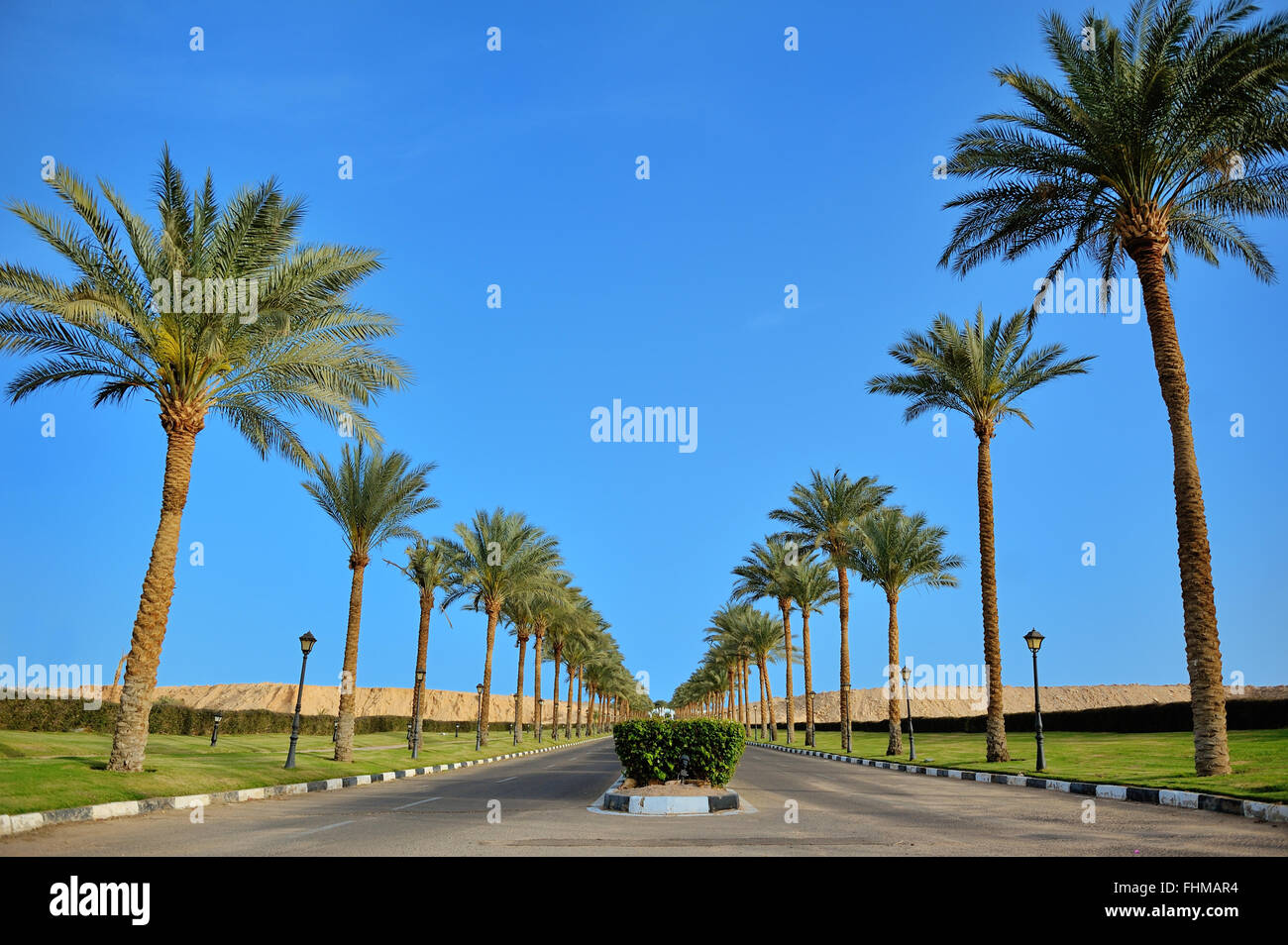 Palmen entlang der Straße und einen wunderschönen blauen Himmel Stockfoto