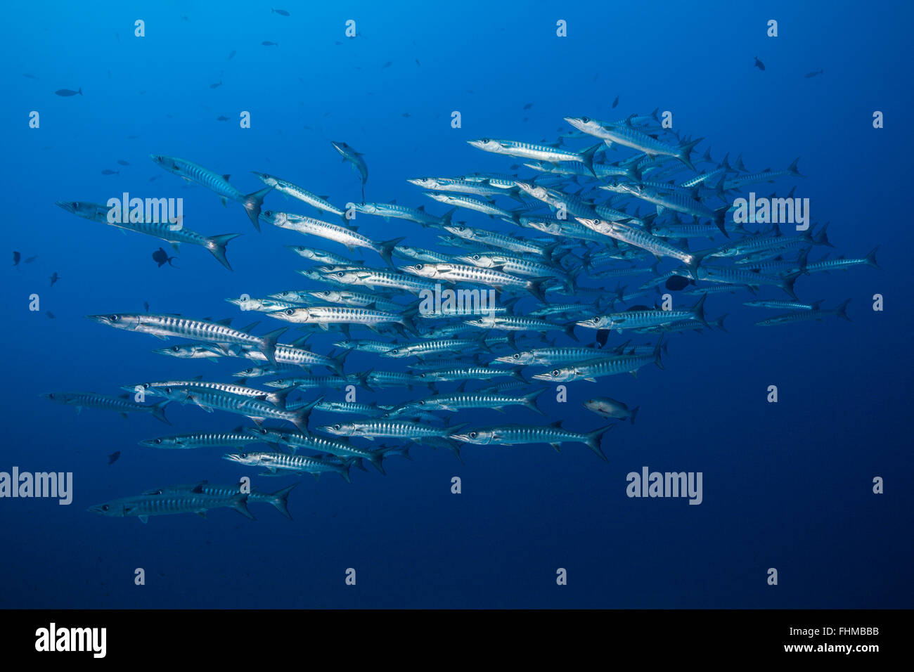 Untiefe Blackfin Barracudas, größten Qenie, Shaab Rumi, Rotes Meer, Sudan Stockfoto