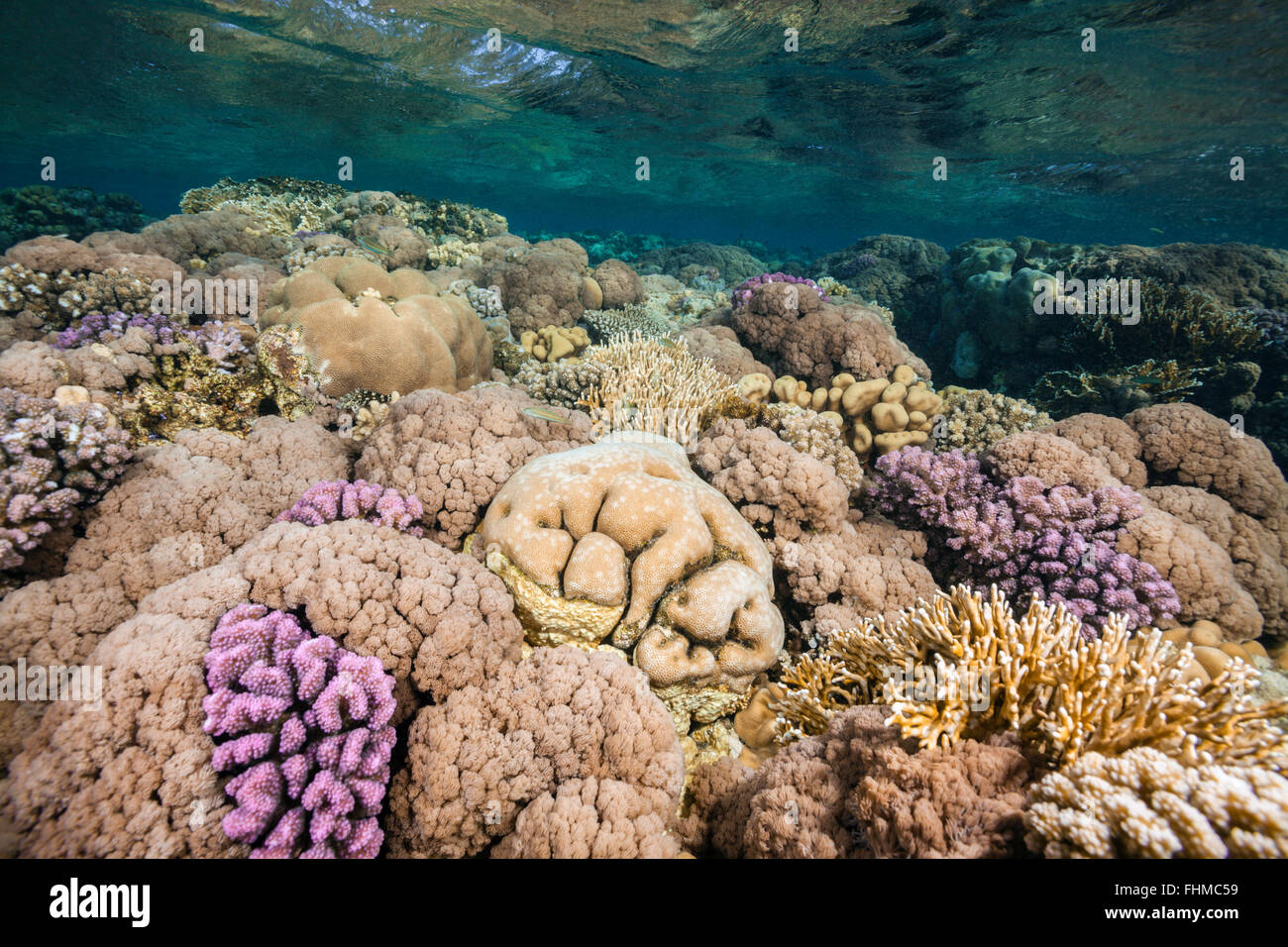 Harte Korallenriff Top, Shaab Rumi, Rotes Meer, Sudan Stockfoto