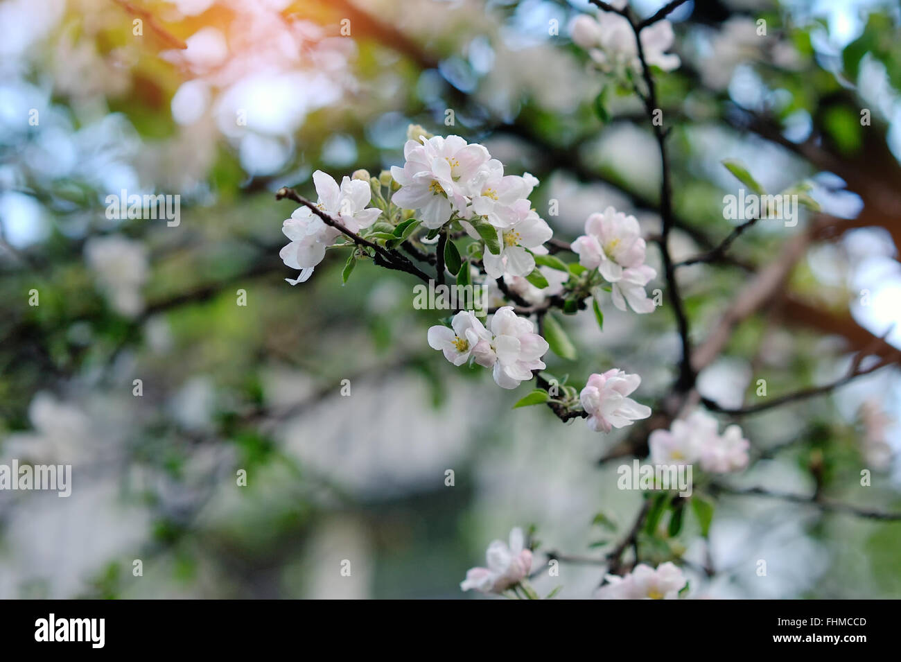 Weiße Blüten im Frühjahr Stockfoto