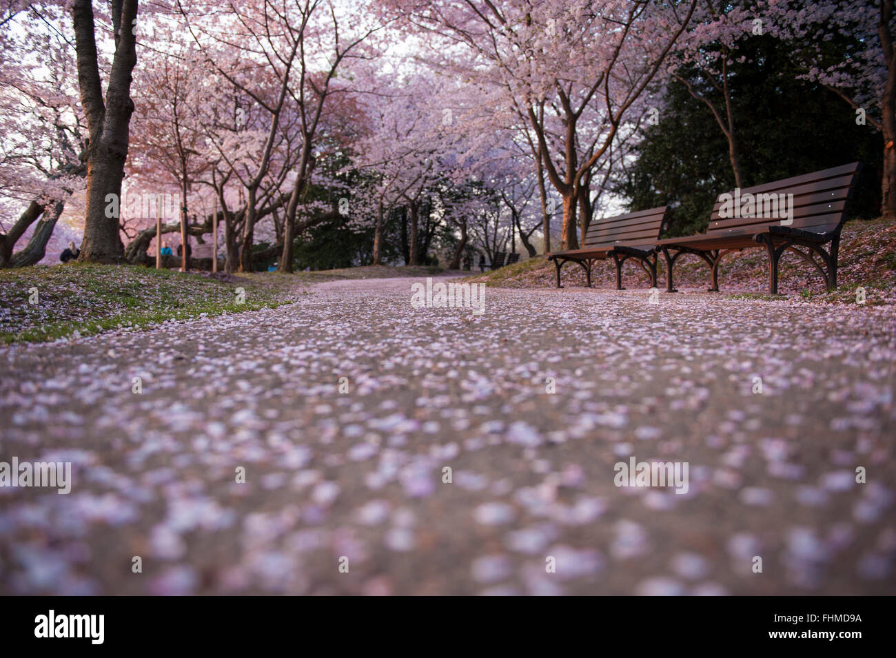 Leere Bänke mit Kirschblüten, Washington DC Stockfoto