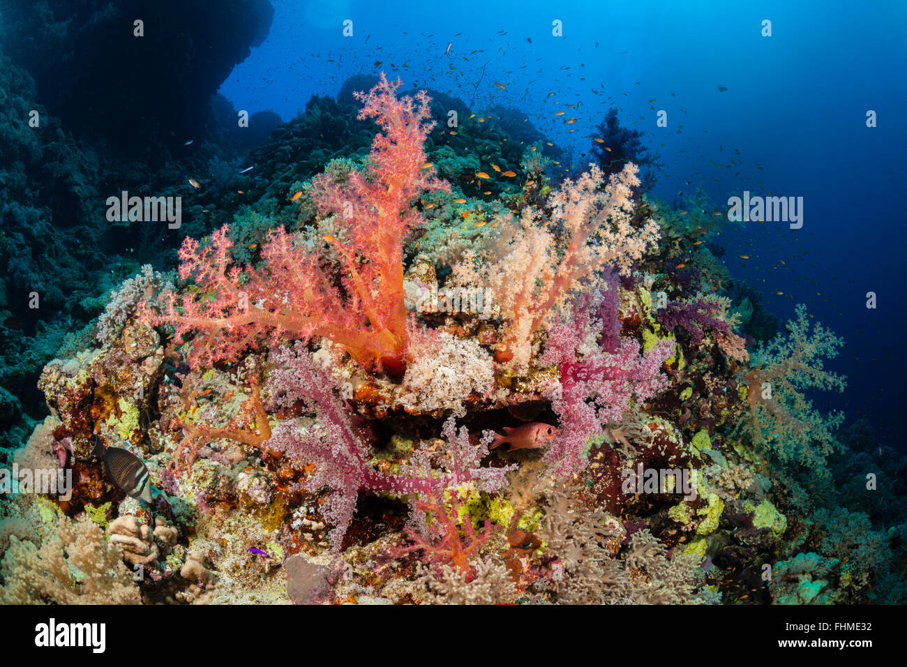 Farbige weiche Korallenriff, St. Johns Reef, Rotes Meer, Ägypten Stockfoto