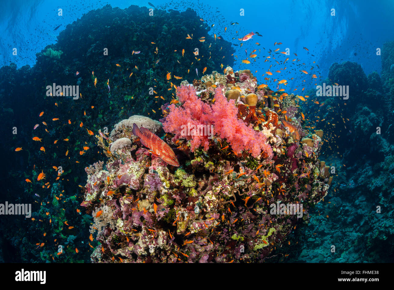 Farbige weiche Korallenriff, St. Johns Reef, Rotes Meer, Ägypten Stockfoto