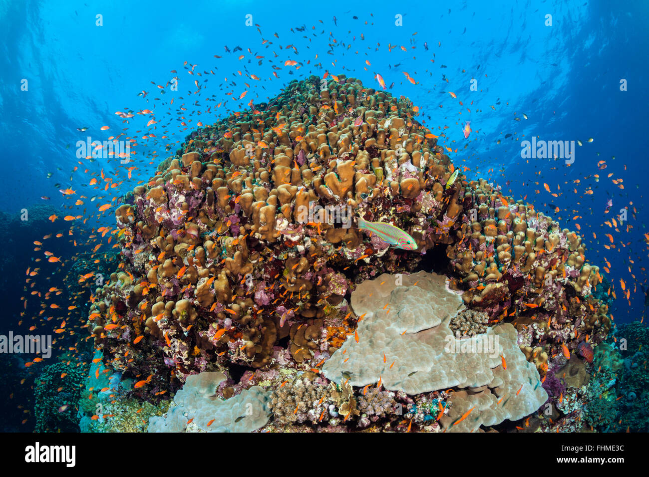 Lyretail Anthias über Coral Reef, Pseudanthias Squamipinnis, St. Johns Reef, Rotes Meer, Ägypten Stockfoto