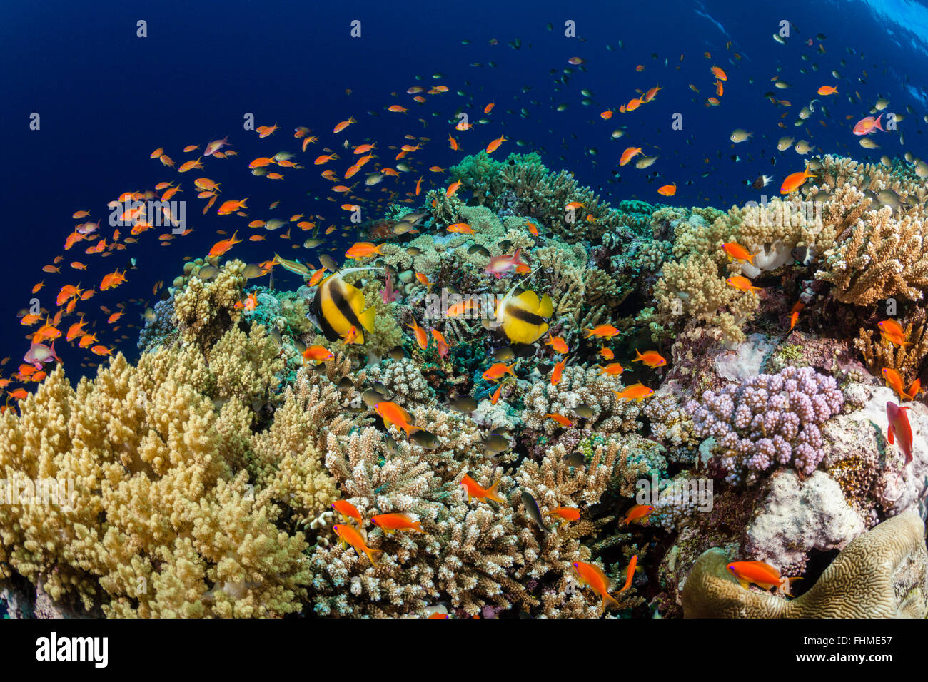 Lyretail Anthias über Coral Reef, Pseudanthias Squamipinnis, St. Johns Reef, Rotes Meer, Ägypten Stockfoto