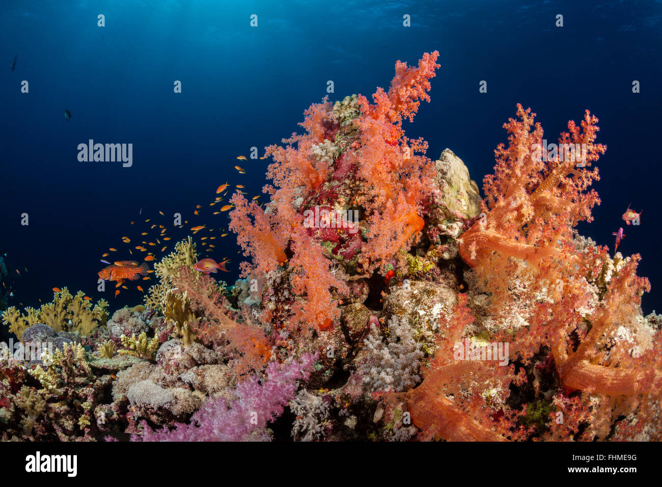 Farbige weiche Korallenriff, St. Johns Reef, Rotes Meer, Ägypten Stockfoto