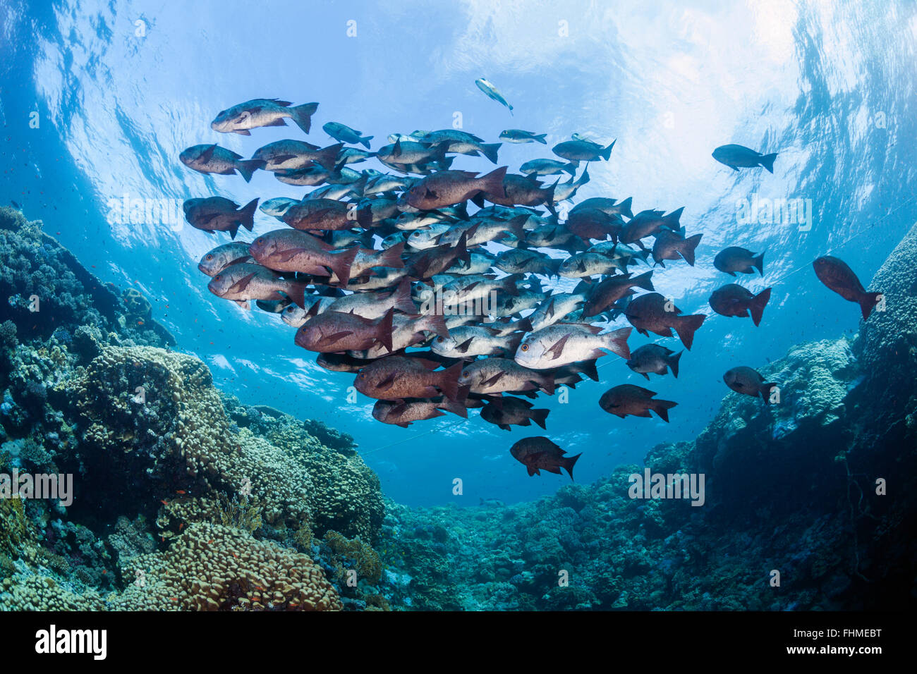 Schwarm von schwarzen Snapper, Macolor Niger, St. Johns Reef, Rotes Meer, Ägypten Stockfoto
