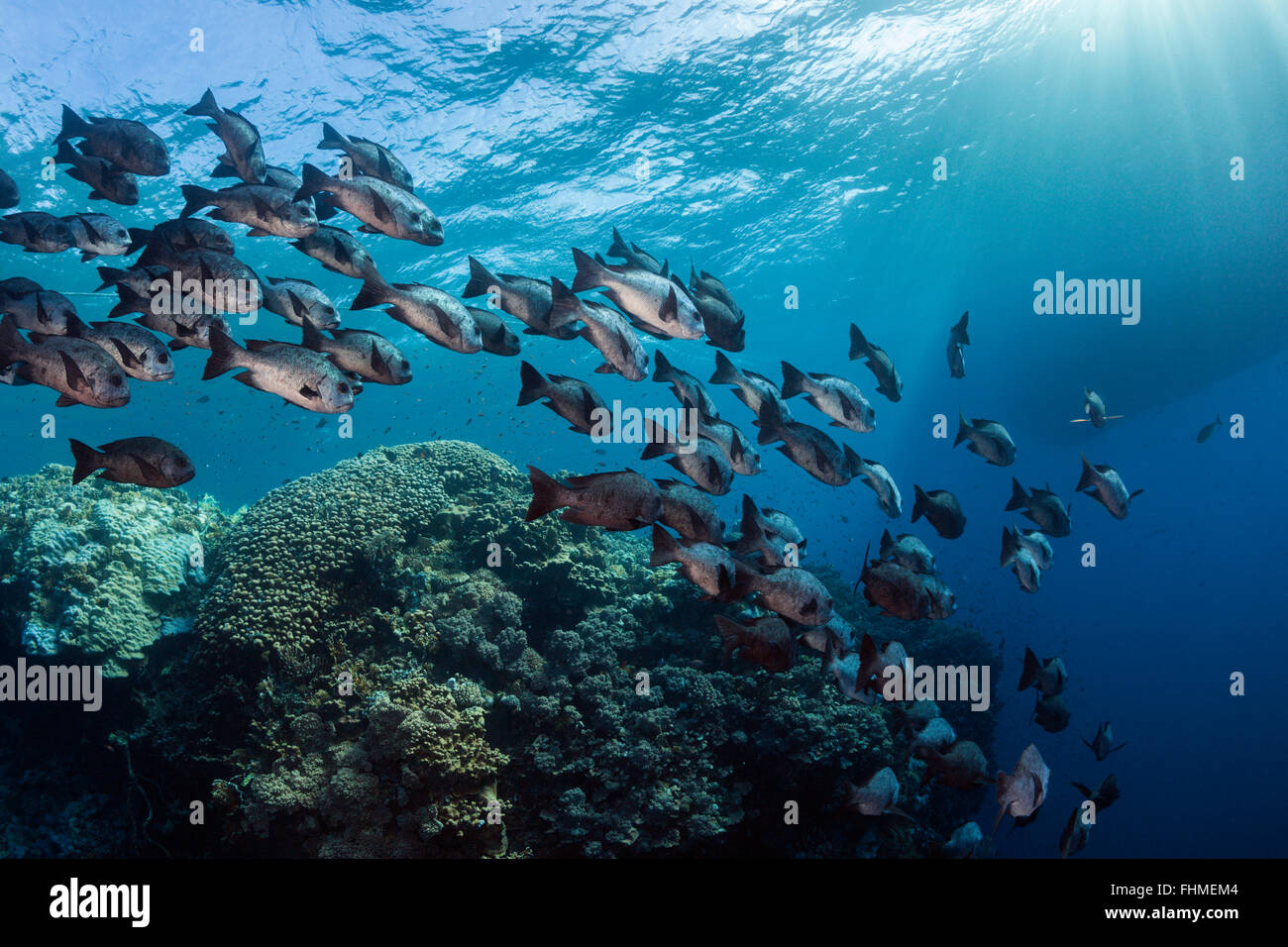 Schwarm von schwarzen Snapper, Macolor Niger, St. Johns Reef, Rotes Meer, Ägypten Stockfoto