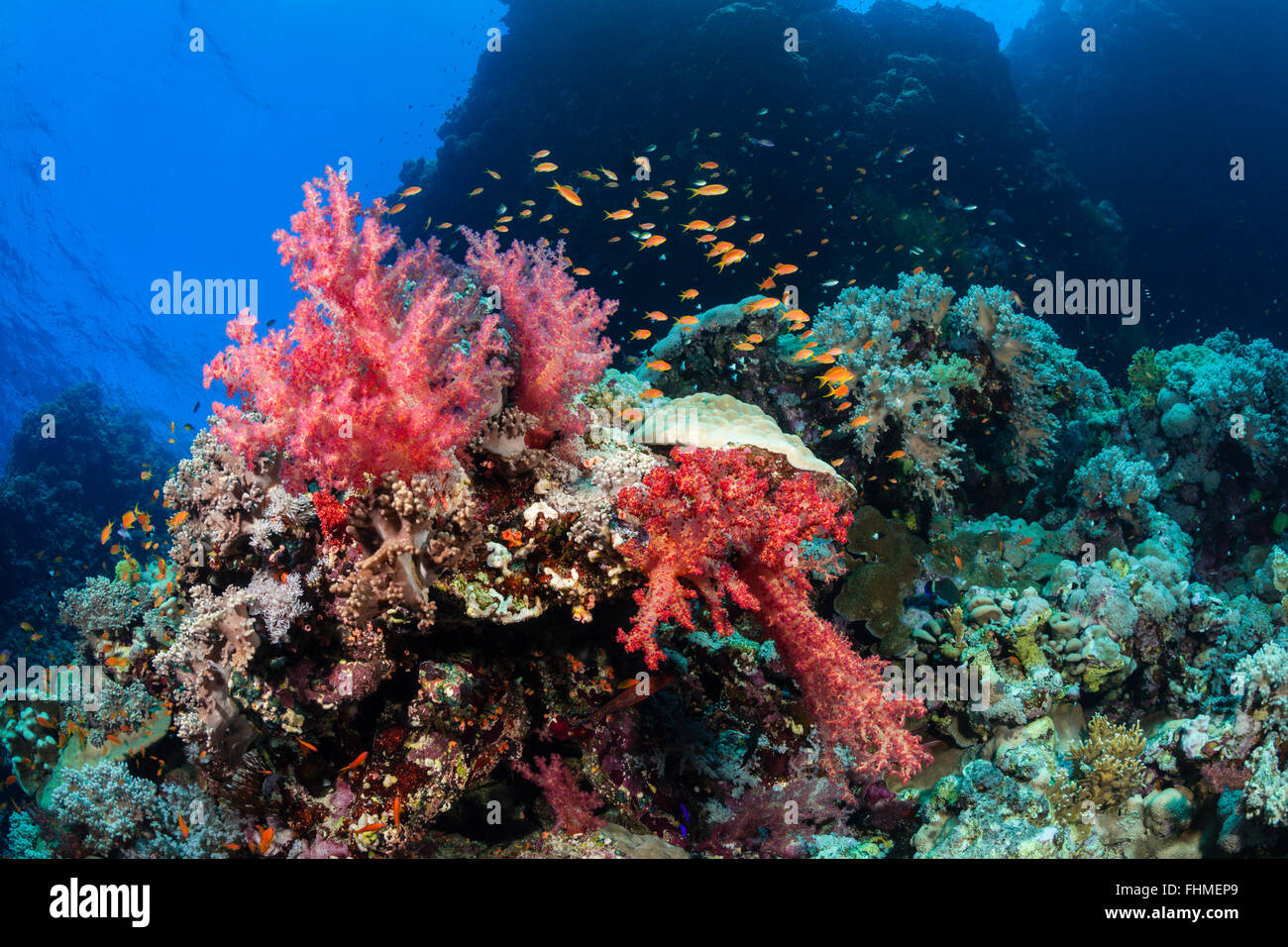 Farbige weiche Korallenriff, St. Johns Reef, Rotes Meer, Ägypten Stockfoto