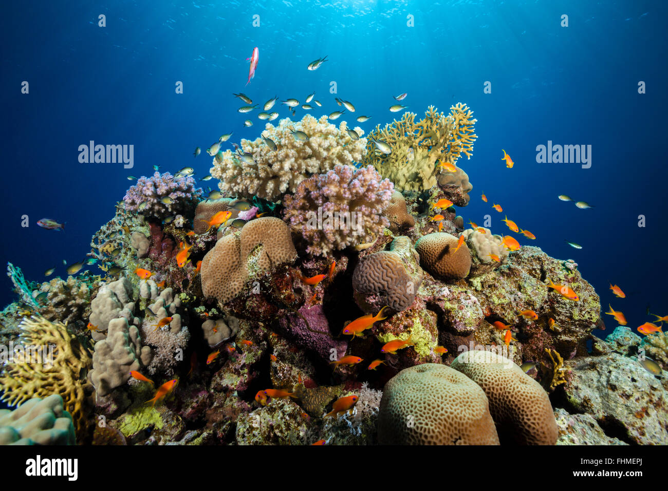 Lyretail Anthias über Coral Reef, Pseudanthias Squamipinnis, St. Johns Reef, Rotes Meer, Ägypten Stockfoto