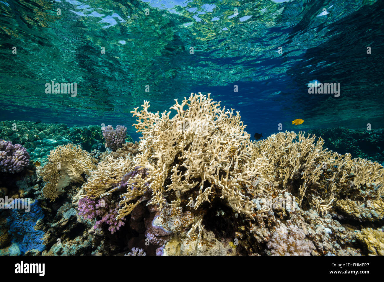 Harte Korallenriff Top, St. Johns Reef, Rotes Meer, Ägypten Stockfoto