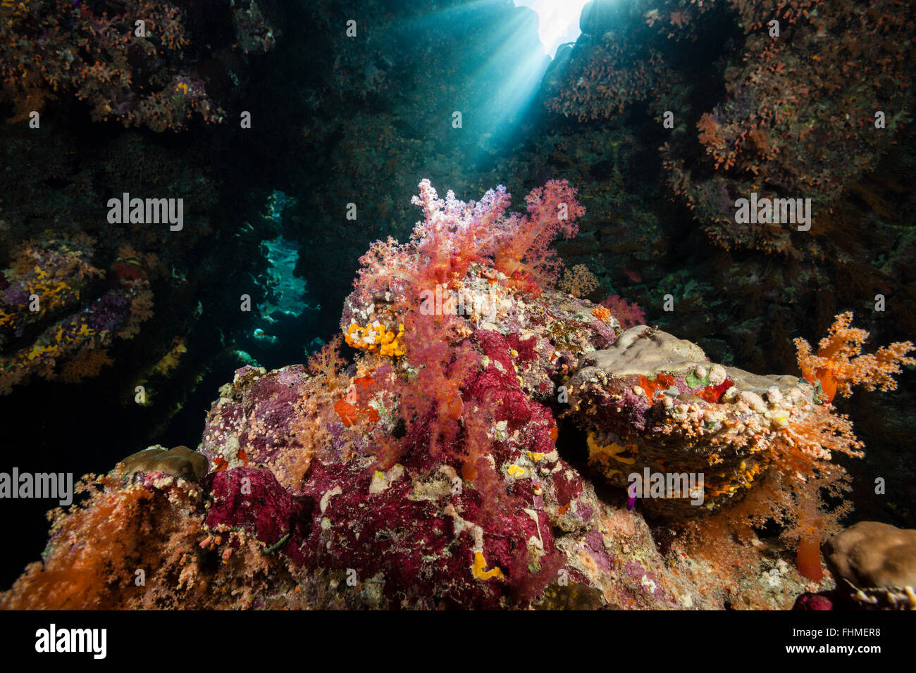 Korallen wachsen in Höhlen, St. Johns Reef, Rotes Meer, Ägypten Stockfoto