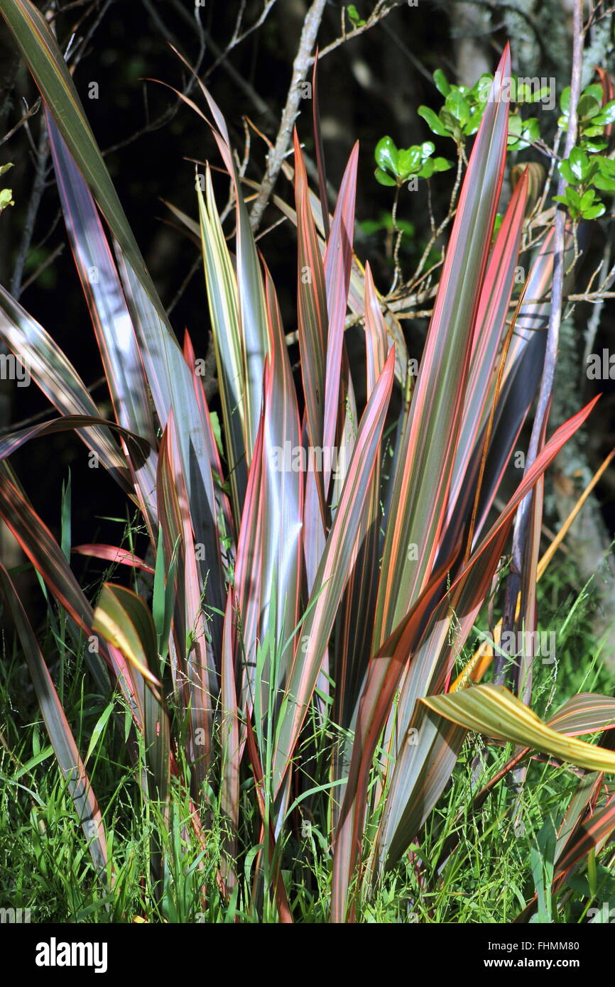 Phormium 'Sundowner' Flachs Stockfoto