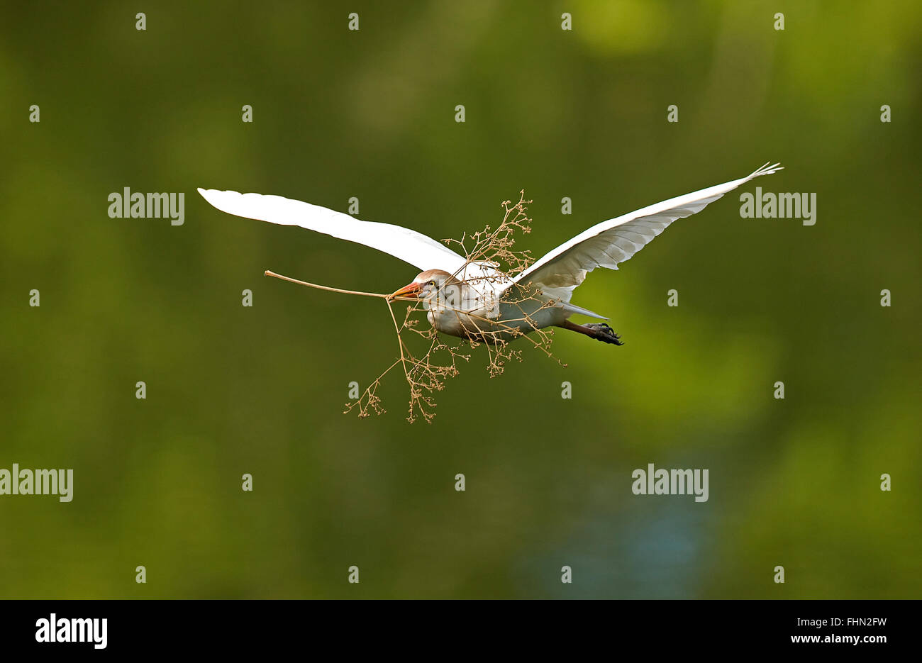 Kuhreiher (Bubulcus Ibis), mit Nistmaterial, Costa Rica Stockfoto