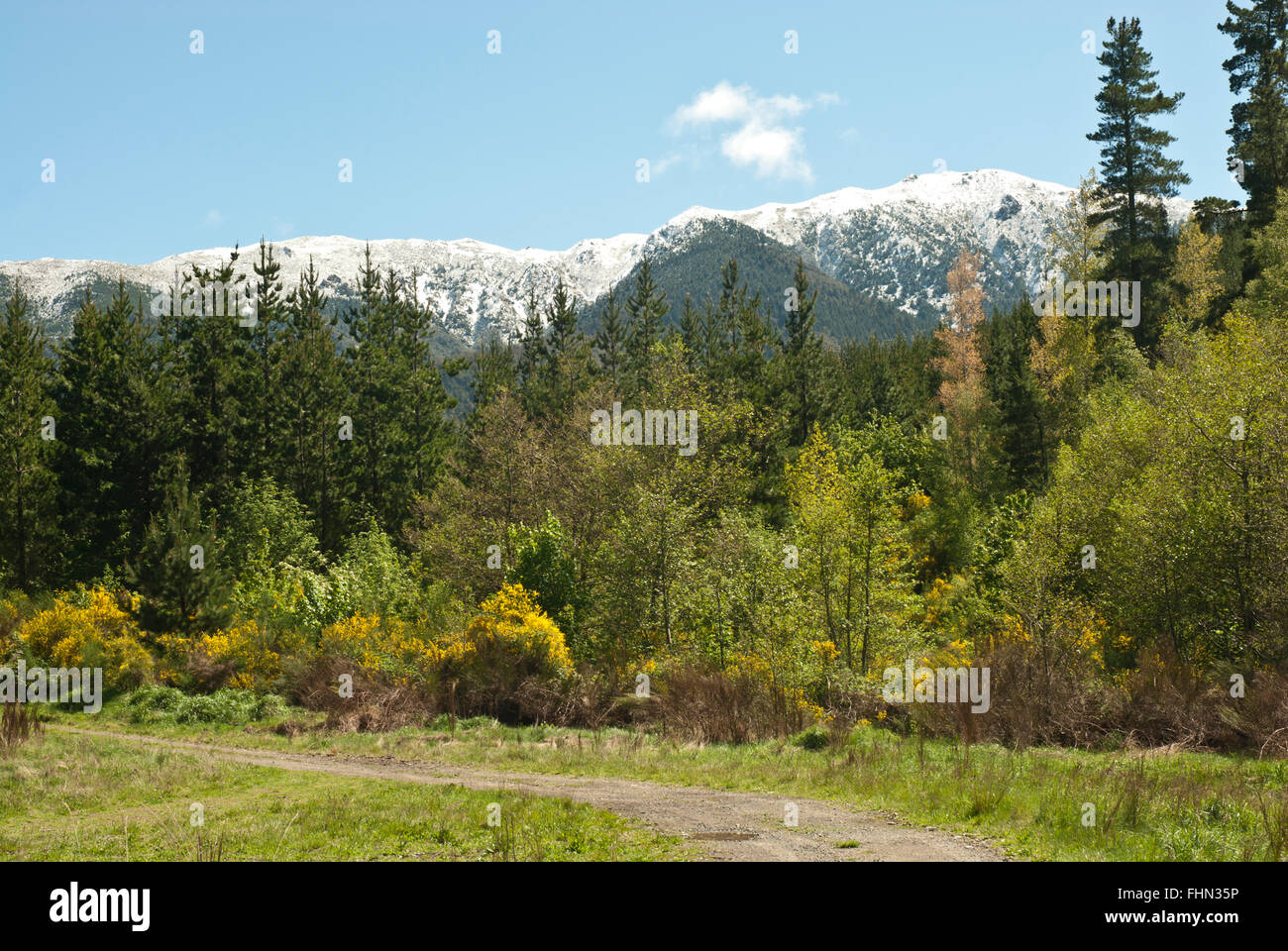 Frühling in Hanmer Springs, Canterbury, Neuseeland, mit Schnee bedeckten Gipfeln, leuchtend gelben Ginster blühen und blauen Himmel. Stockfoto