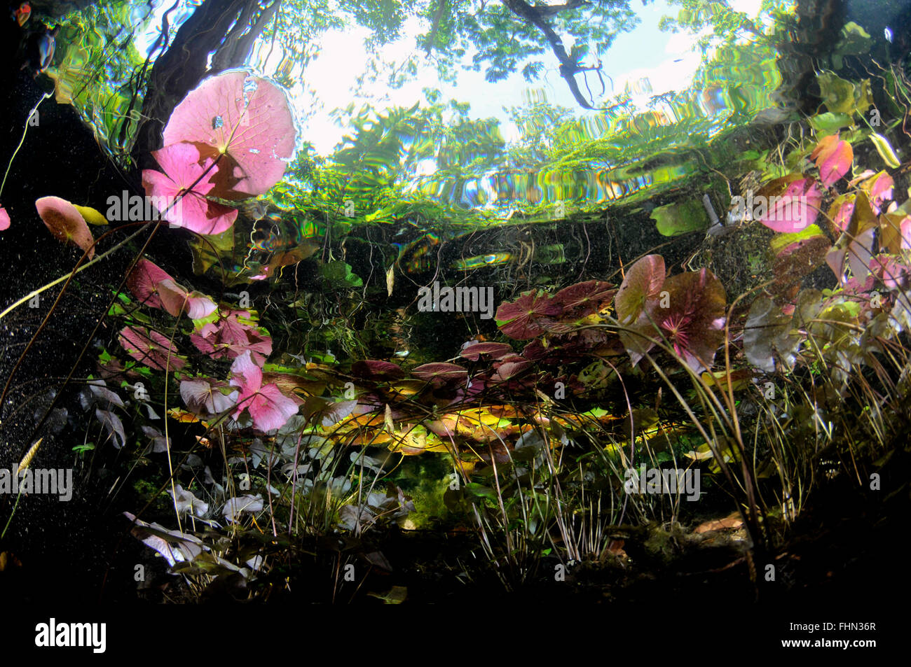 Bunte Vegetation an der Oberfläche des Gran Cenote, Tulum, Quintana Roo, Mexiko Stockfoto