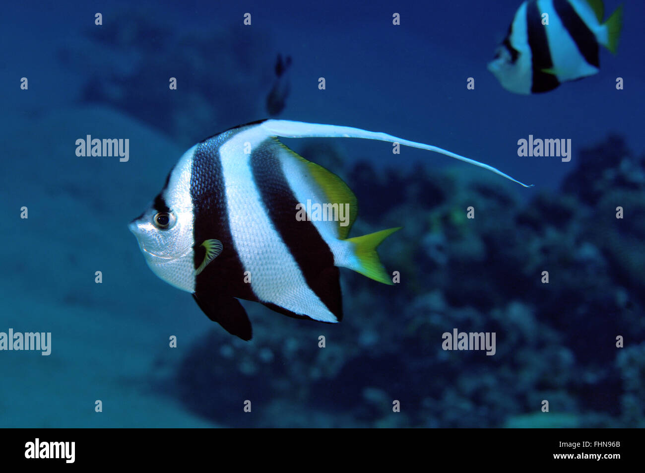 Wimpel Bannerfish oder Coralfish, Heniochus Acuminatus, Eilat, Rotes Meer, Israel Stockfoto