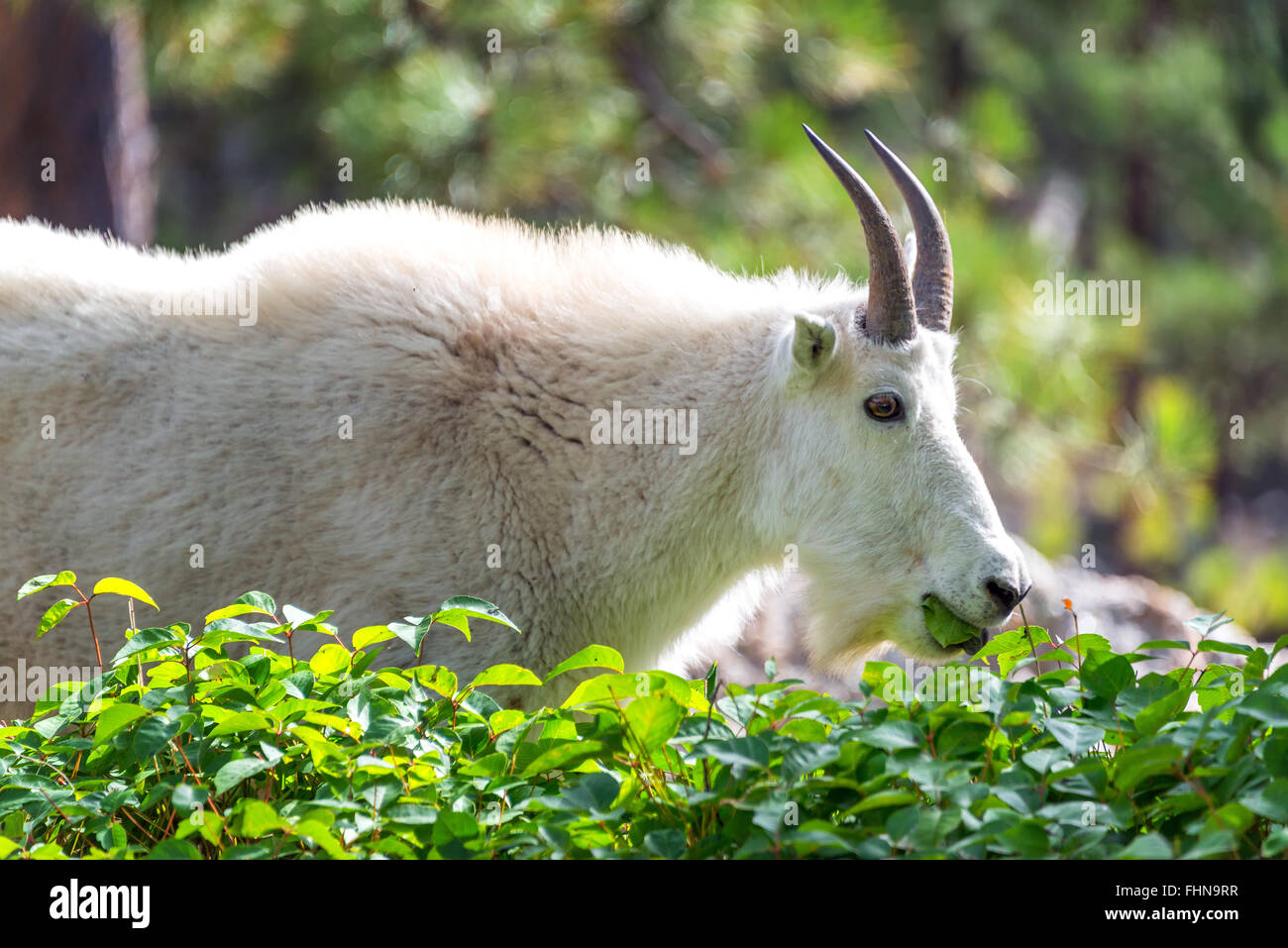 Felsige Bergziege Stockfotos Und Bilder Kaufen Alamy