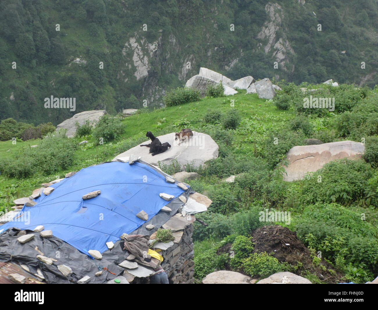 Rock House mit Plane Dach Armut in der Mitte der Schönheit auf Wanderung von McLeod Ganj, Triund Ziegen auf Felsen obere Pradesh, Indien Stockfoto