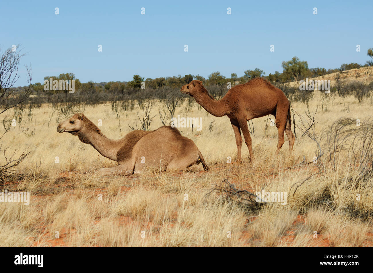 Kamelius dromedarius -Fotos und -Bildmaterial in hoher Auflösung – Alamy