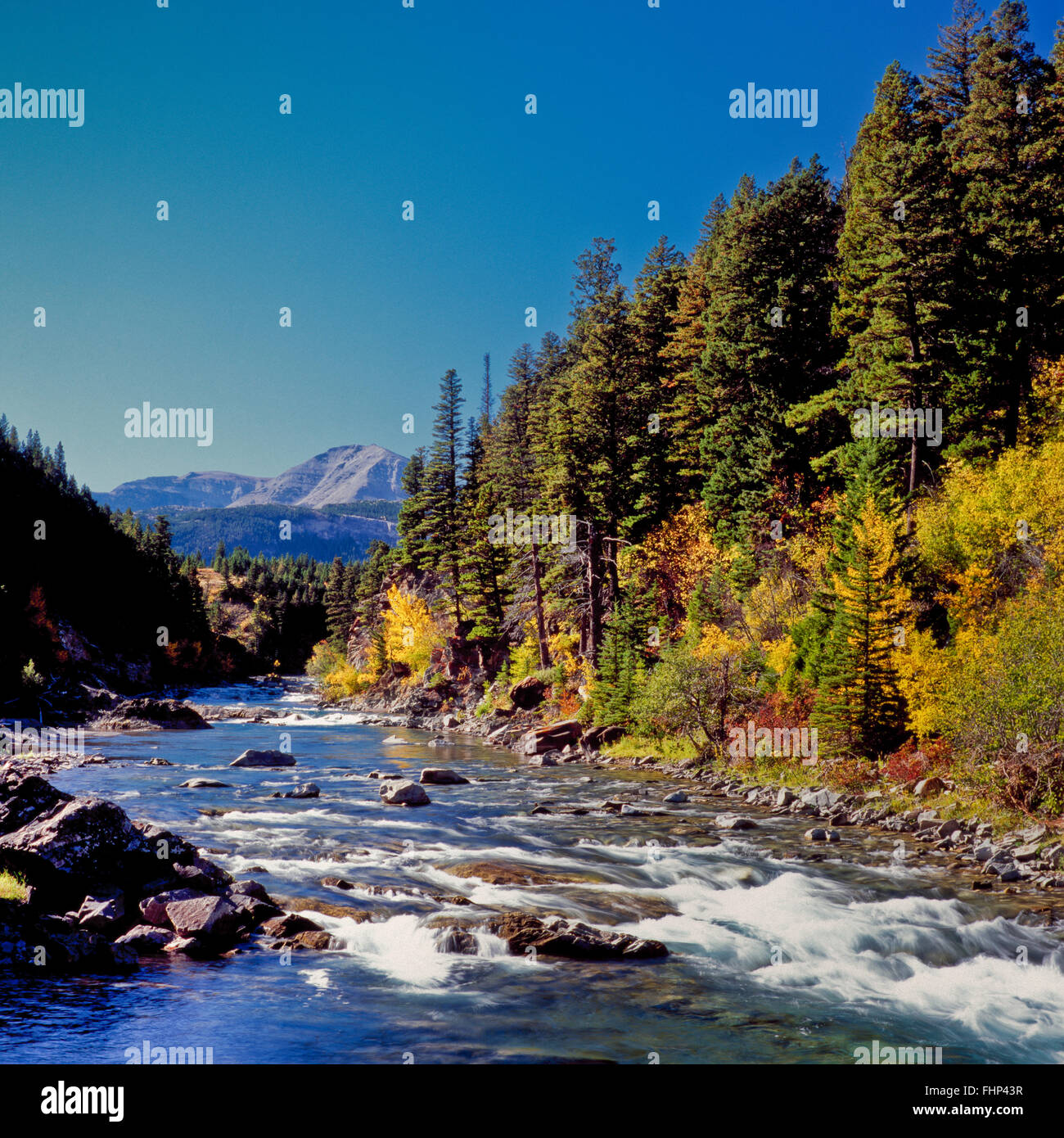 Herbstfarben Sie am Badger Creek unterhalb der rocky Mountain Front in der Nähe von Herzen Butte, montana Stockfoto