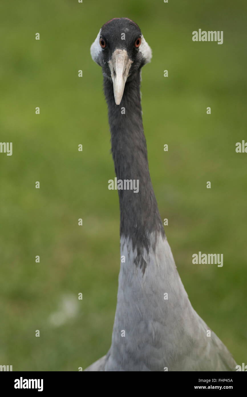 Kraniche (Grus Grus), auch bekannt als der eurasische Kranich, UK, in Gefangenschaft Stockfoto