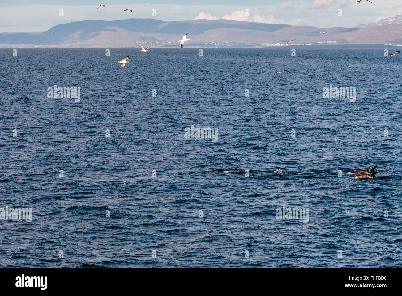 Möwen und Wale auftauchen auf eine Whale watching Tour in Island Stockfoto