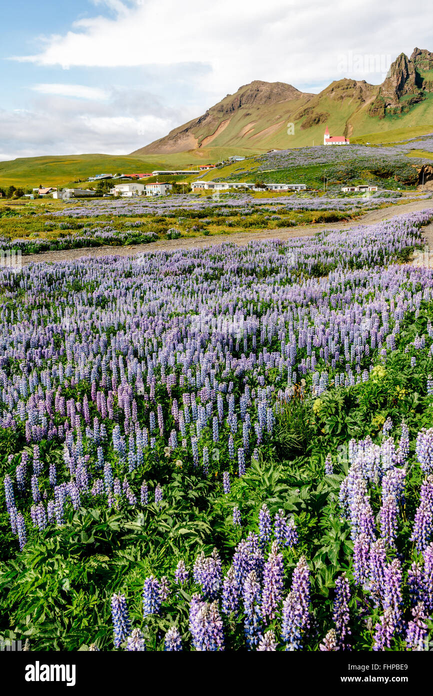 Ein Blumenfeld Alaskan Lupine mit Blick auf Vik im Süden Islands Stockfoto