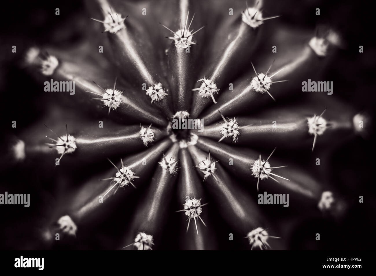 Künstlerische Bild eines Kaktus bearbeitet in Schwarz und Weiß mit einem sepia berühren. Detailansicht. Stockfoto