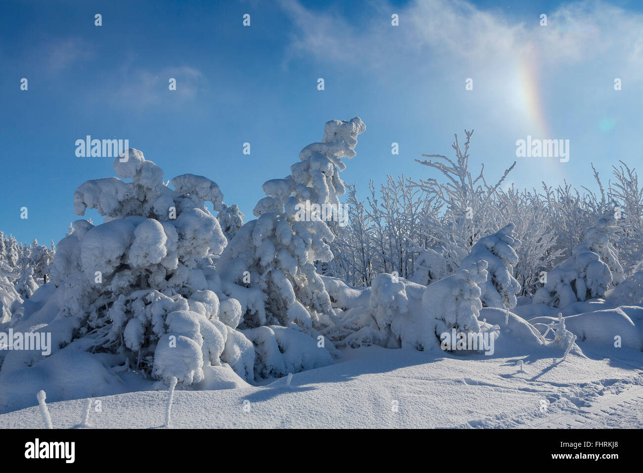 Fichten mit Schnee, Winterwald am Fichtelberg in Sonnenschein, Erzgebirge, Sachsen, Deutschland Stockfoto