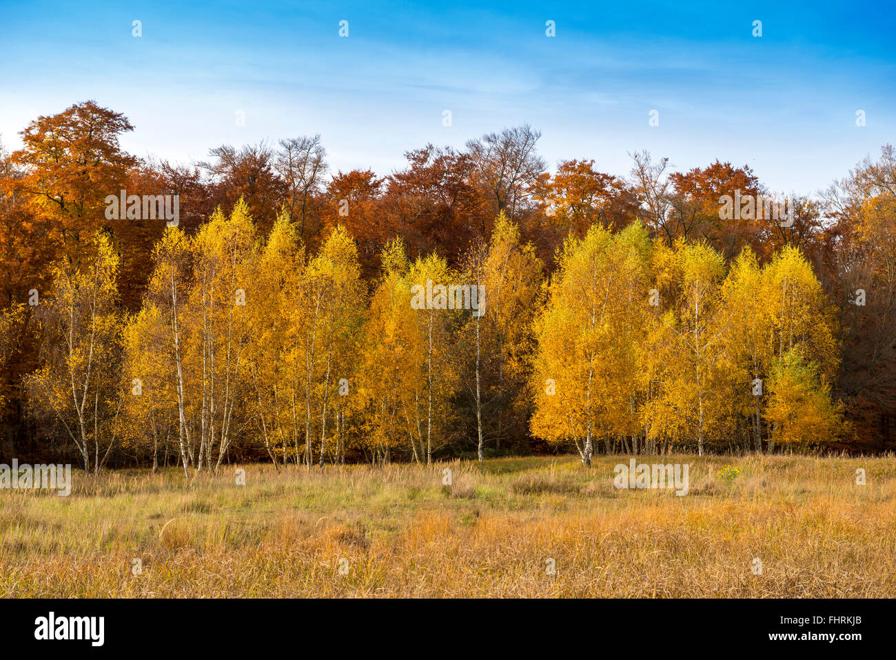 Gruppe von jungen Birken im Herbst Farben, Mönchbruch Wald, Mörfelden-Walldorf, Hessen, Deutschland Stockfoto