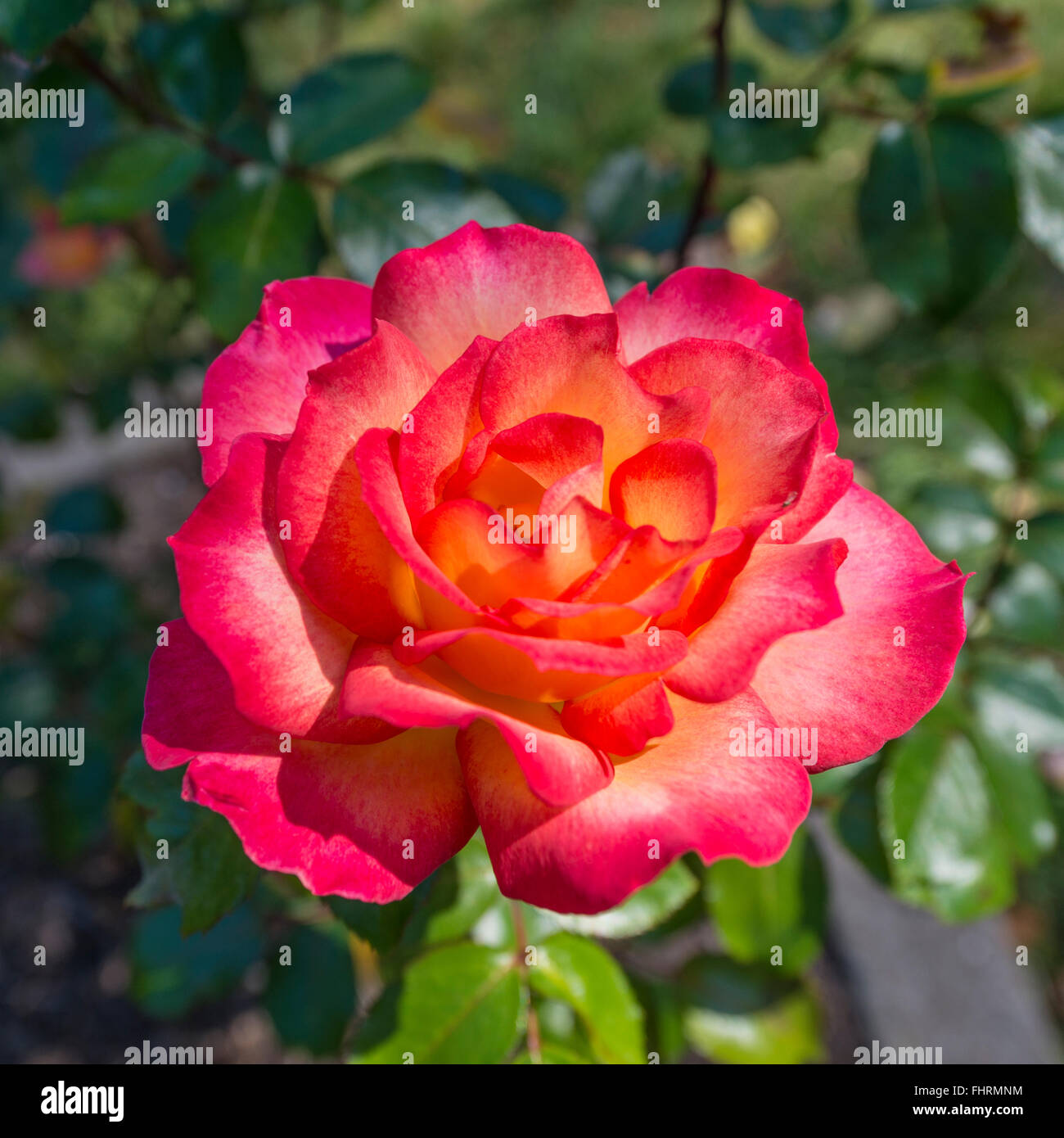 Rot und Orange Rose (Rosa) Stockfoto